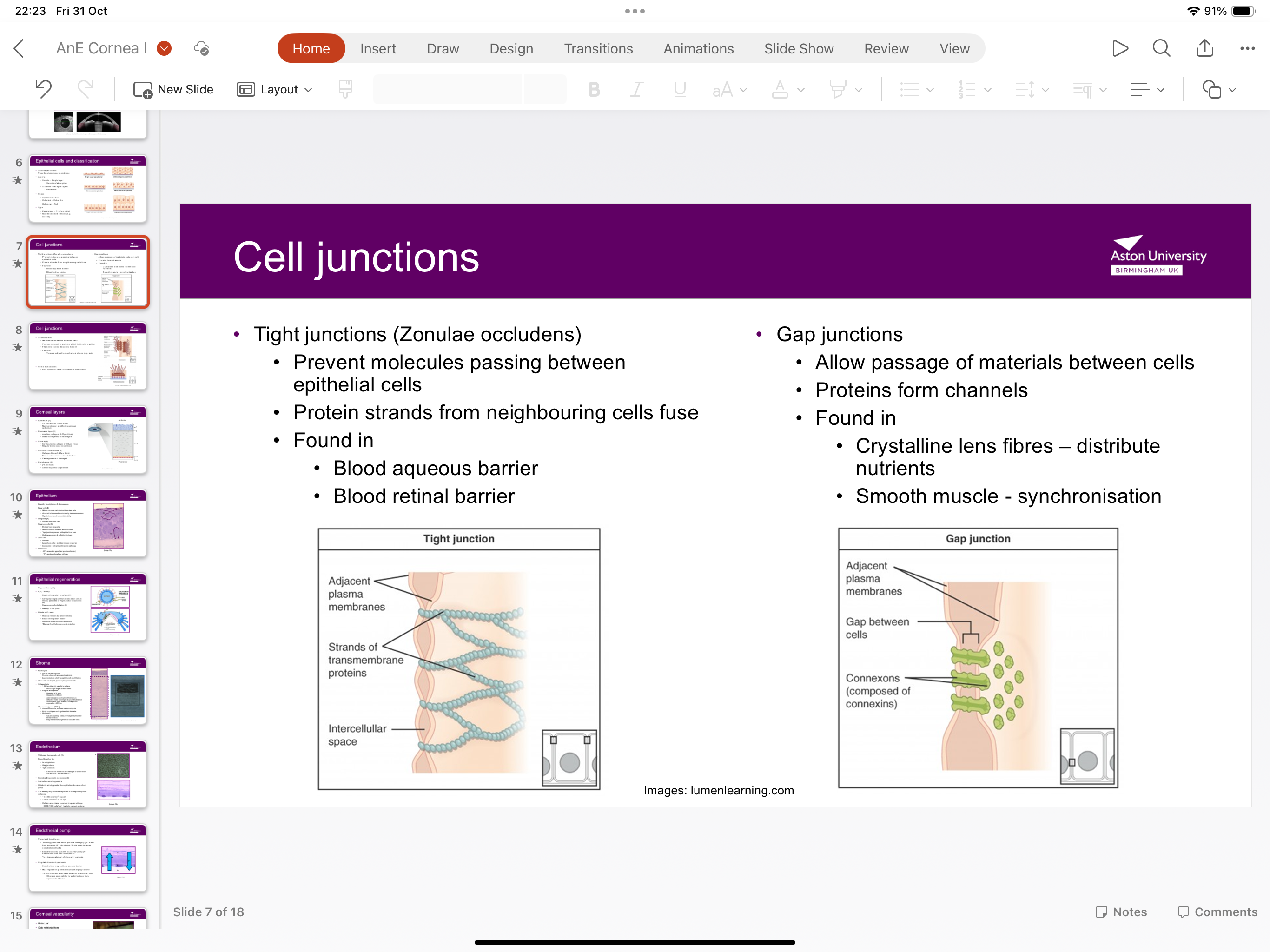 <p>Zonulae occludens prevent molecules passing between epithelial cells as protein strands from neighbouring cells fuse</p>