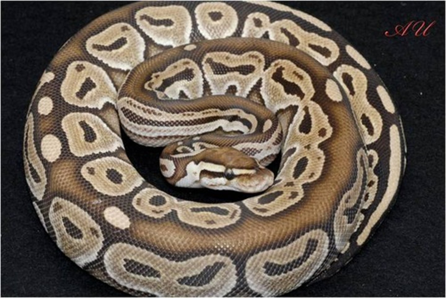 <p>-only 3-5in in length</p><p>-docile and rapidly adapt to handling</p>