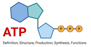 <p>A small amount of ATP (from ADP phosphorylation) </p>