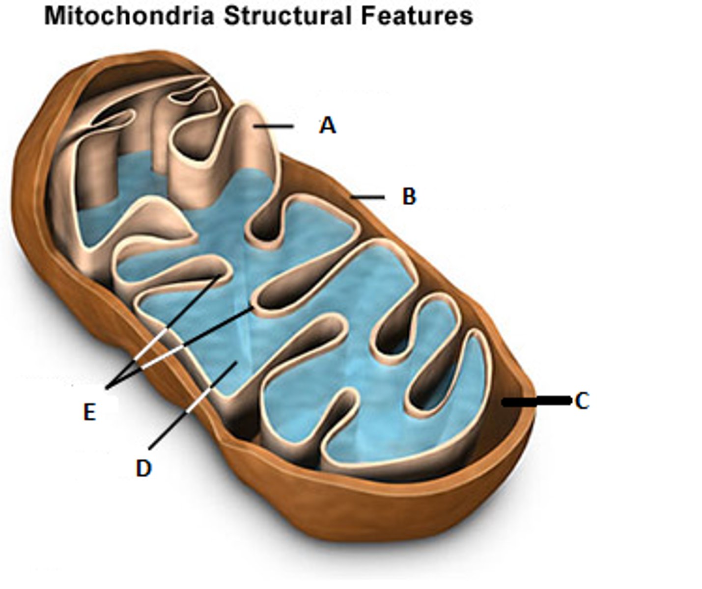<p>(D) internal compartment of mitochondria (Krebs cycle SITE)</p>