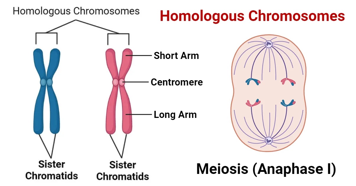 <p>Chromosome pairs of the same type, one inherited from each parent.</p>