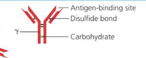 <p>What is the function of IgG</p>