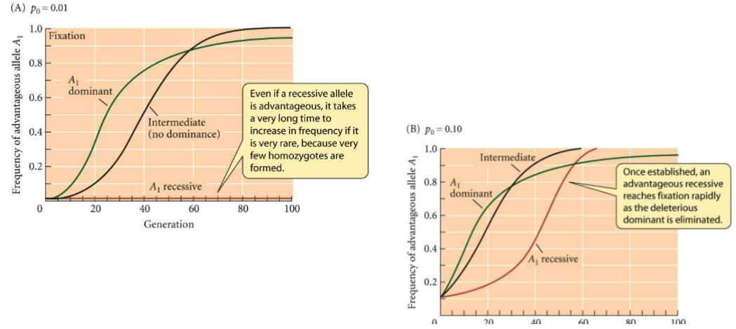 <p><span style="color: #000000"> Additive/Intermediate</span><span style="color: #000000"><br></span><span style="color: #000000"> allele yields twice the phenotypic effect when two copies present</span><span style="color: #000000"><br></span><span style="color: #000000"> Dominance</span><span style="color: #000000"><br></span><span style="color: #000000"> dominant allele masks presence of recessive in heterozygote</span></p>