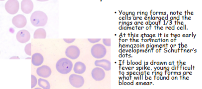 <p>What is the genus, species, and stage of this parasite?</p>