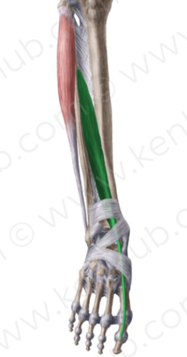 <p>lateraal en diep van M. tibialis anterior</p><p>O: aangrenzende delen van de mediale zijde van de fibula en tibia</p><p>+ membrana interossea</p><p>V: onder retinaculum</p><p>I: distale phalanx grote teen + strekaponeurose</p><p>W:</p><p>- extensie en heffen grote teen</p><p>- dorsaalflexie voet (+inversie en adductie)</p><p>- gesloten keten: ventrale zijde van het onderbeen tot de voetrug naderen</p><p>Inn: N. fibularis profundus (L5-S1)</p>