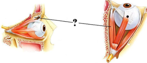 <p>Identify the indicated structure.</p>