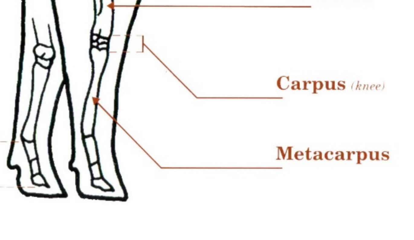 <p>Cows and sheep lack the first and second metacarpal bones. The third and fourth are fused into one bone (the cannon bone) and the fifth metacarpal bone is very small</p>