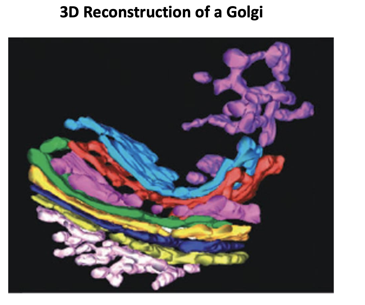 <ul><li><p>area near the cis-most cisterna</p></li><li><p>where ERGICs fuse</p><ul><li><p>Cis and trans are network</p></li><li><p>cis is more tubular</p></li><li><p>with fenestrations</p><ul><li><p>transport and fasiculations</p></li></ul></li><li><p>no network in the medial cisternae</p></li></ul></li></ul><p></p>