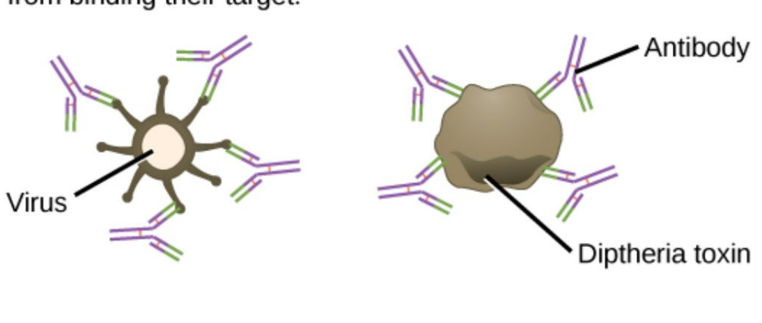 <p>One of the three ways antibodies destroy pathogens.</p>