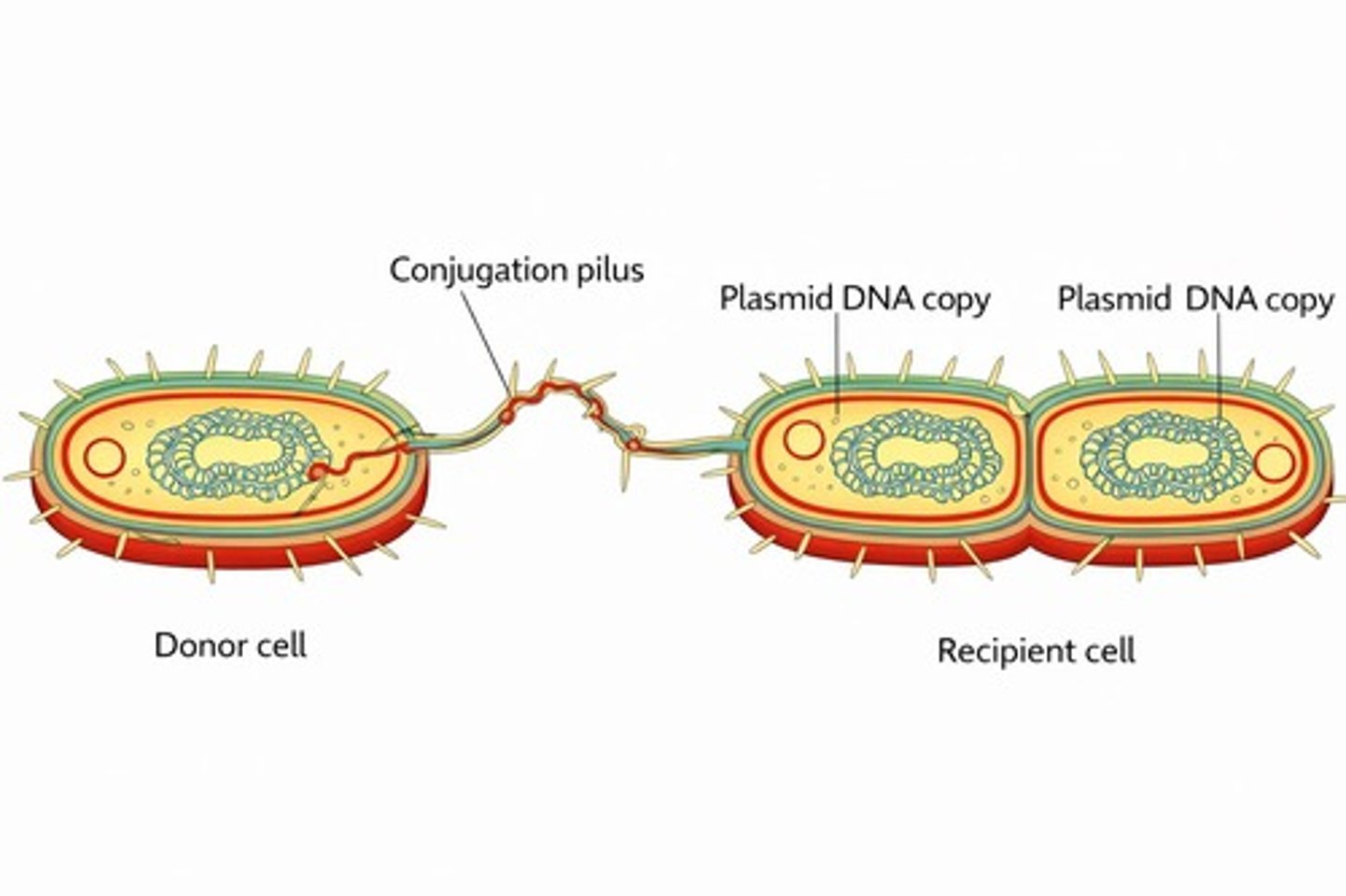 <p>The direct transfer of DNA between two bacterial cells that are temporarily joined.</p>