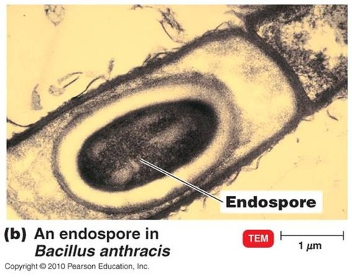 <p>-Only made by some genera of bacteria</p><p>-Inactive structure that stores bacterium's DNA</p><p>-VERY TOUGH; resists high temperatures, chemical damage</p><p>-When environment improves, can use its DNA to remake an active bacterial cell</p>