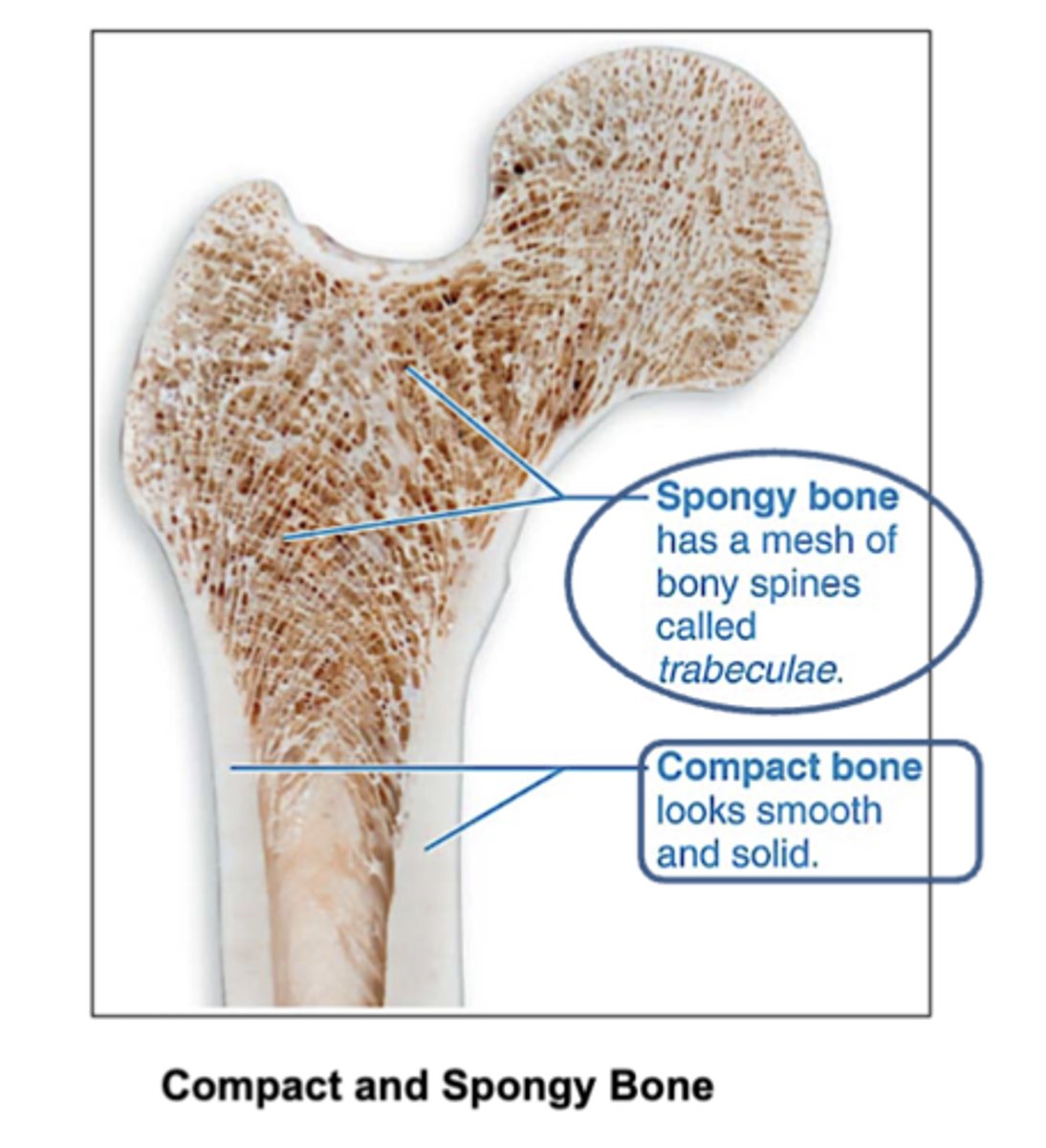 <p>the small, needle-like structures that form the network in spongy bone. </p><p>Inside of them is the red bone marrow.</p>