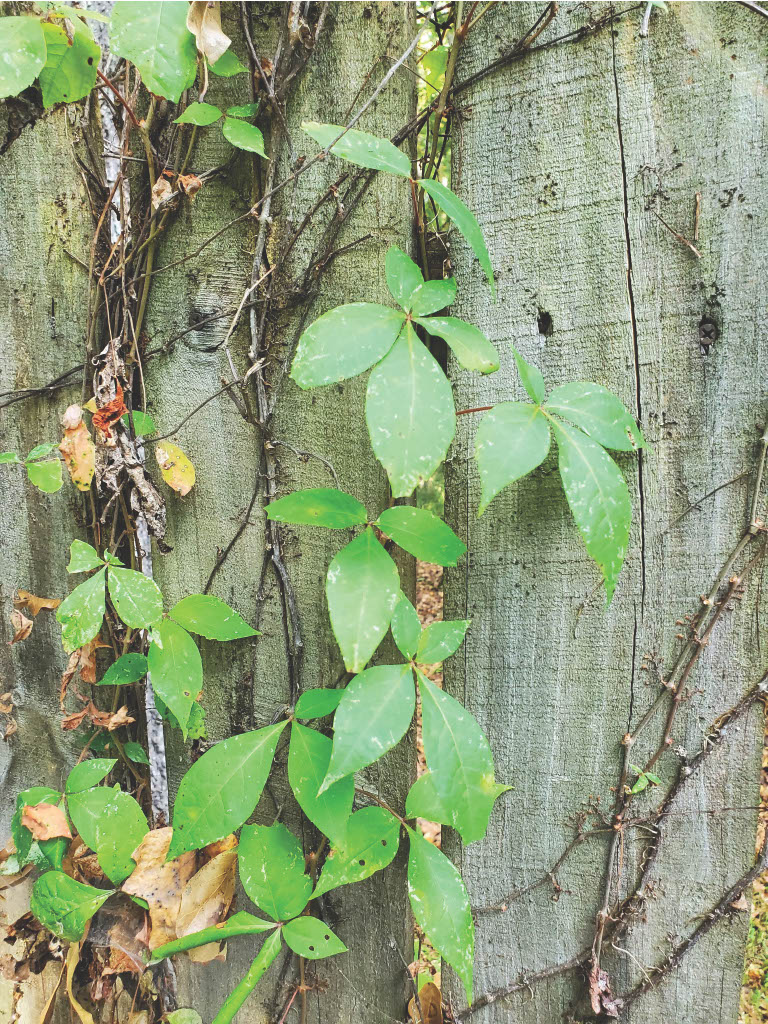 <p>What is the common name?</p>