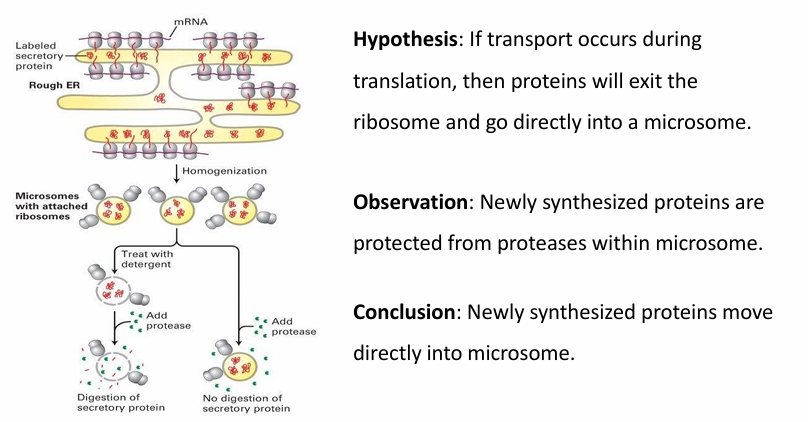 <ul><li><p>Microsomes used to mimic ER membrane</p><ul><li><p>Made by disrupting the ER membrane by<em> homogenization</em></p></li><li><p>They spontaneously assemble into spheres mimicing normal ER behaviour&nbsp;</p></li></ul></li><li><p>Two experiments were conducted&nbsp;</p></li></ul><p></p><ol><li><p>Treat microsomes with detergent</p></li></ol><ul><li><p>This releases the proteins inside </p></li><li><p>Protease is added to digest the proteins </p></li><li><p>This shows that the protease can digest proteins </p></li></ul><p></p><ol start="2"><li><p>Protease added with intact microsome</p></li></ol><ul><li><p>The newly synthesized proteins are protected inside microsome </p></li></ul><p></p><p>Conclusion: Newly synthesized proteins move directly into the microsome without being exposed to external env</p><p></p>