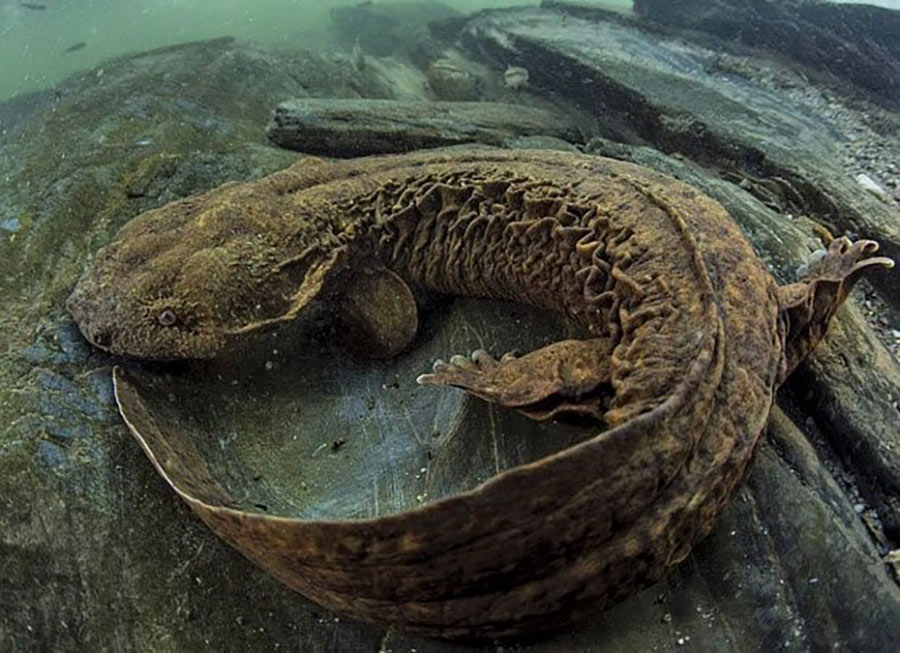 <p>cryptobranchus alleganiensis</p>