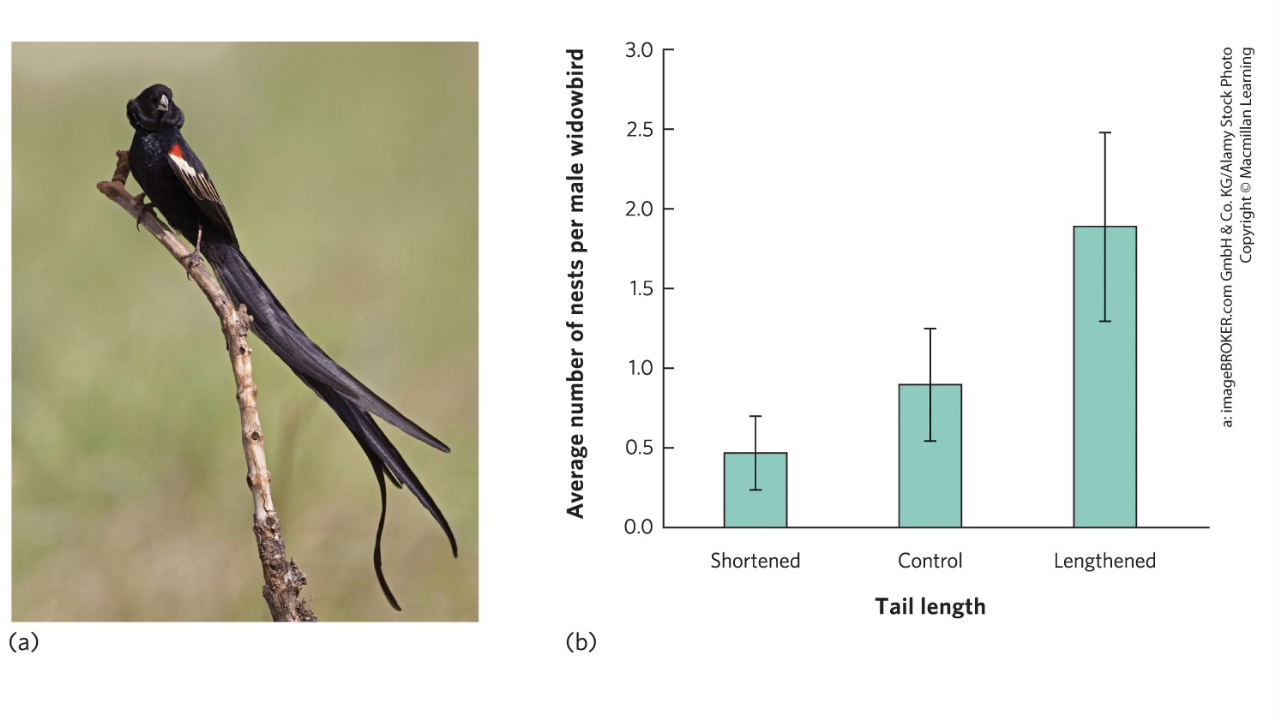 <p>If a male bird with a long tail is much more likely to fall victim to a predator, which of the following would explain why females might choose him?</p>