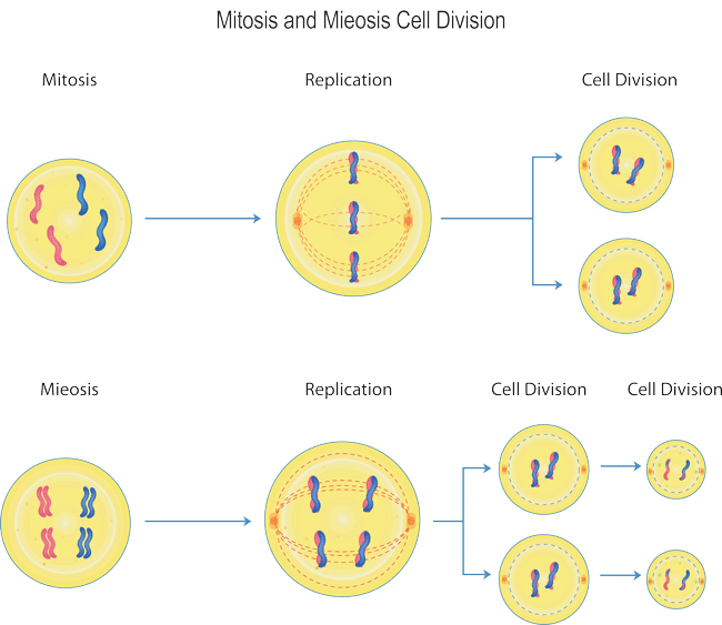the cell division that takes place in the sex cell and this division makes half the chromosomes (23 from each parent)