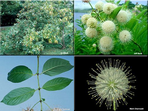 Family: Rubiaceae

Common name: buttonbush

Range: Eastern and midwestern NA up to Canada, west to Texas plus California and Arizona.

Habitat: hydric, fresh water

Bark: brown/tan, medium fissures, rope-like as it matures. Bark has raised, corky lenticels.

Multi-stemmed, bent shrub

Leaf persistence: deciduous

Leaf arrangement/composition: simple, whorled or opposite

*Look at leaf scars for leaf arrangement when leaf off

Leaf shape: elliptic to ovate

Leaf apex: acute/acuminate

Leaf margin: entire

Leaves: dark green above with some pubescence on the underside, mostly glabrous on the upper surface

Flower: globous (globe shaped) ball. Nutlets! 

Tolerance: High flood tolerance, no fire tolerance, drought tolerance is intermediate, intermediate shade tolerance

Wildlife value: hummingbirds, pollinators, nesting, shelter, fish nesting (where stems and roots go into the water)

Sometimes planted ornamentally or for restoration purposes
