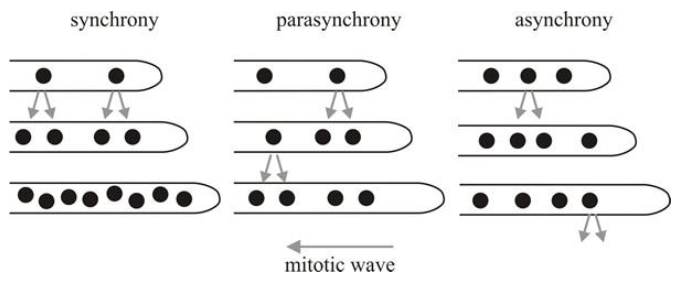 <p>all nuclei within a hyphal compartment divide at the same time</p>