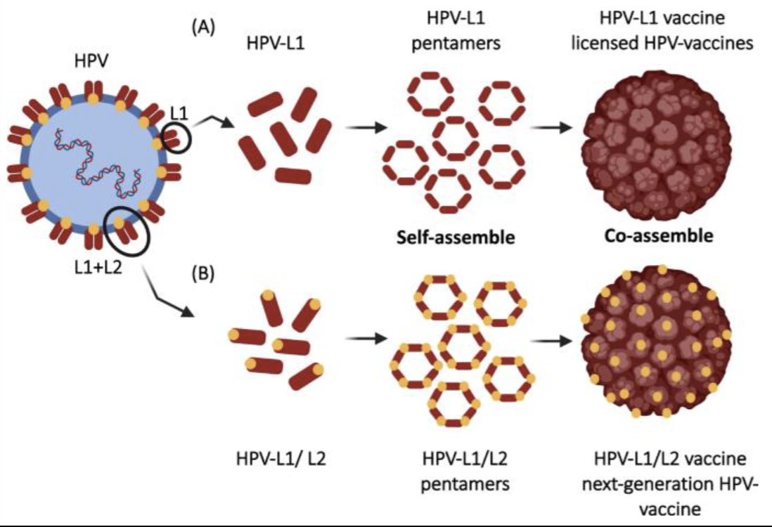 <p>Human Papillomavirus (HPV) vaccine:</p><p>• Licensed HPV vaccine antigen = L1 major capsid protein (immunodominant, highly immunogenic)</p><p>• Recombinant L1 self-assembles into icosahedral VLPs</p><p>• Displays native conformational neutralizing epitopes</p><p>• L2 minor capsid protein (highly conserved, less immunogenic) → considered a target for the development of a next-generation Pan-HPV vaccine</p>