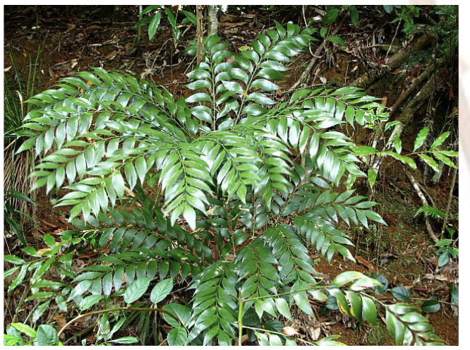 <ul><li><p><span style="background-color: transparent;"><span>Small family, only 3 living species</span></span></p></li></ul><p><span style="background-color: transparent;"><span>Traits:</span></span></p><ul><li><p><span style="background-color: transparent;"><span>“Fern-like” growth</span></span></p></li></ul><p></p>