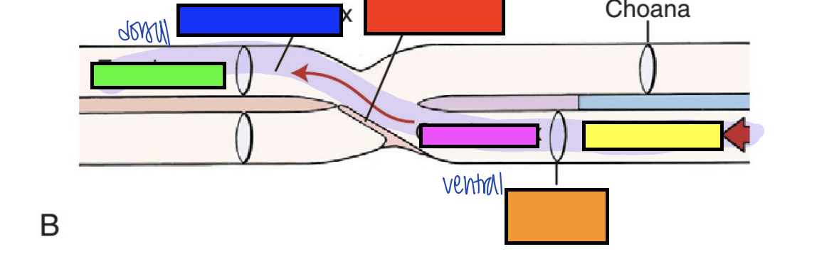 <p>what is pink?</p>