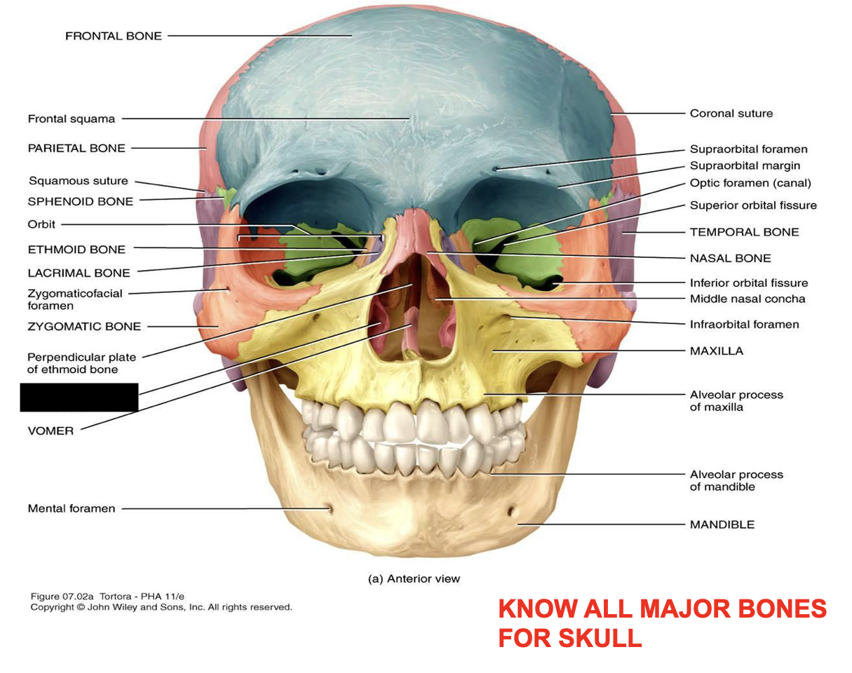 this is the skull, what major bone is this?