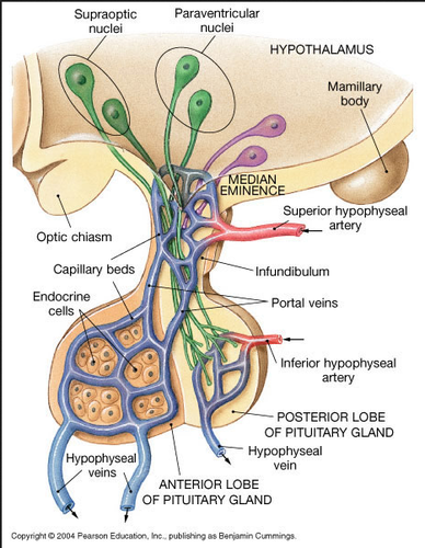 1. in hypothalamus, neurons synthesizing trophic neurohormones release them into capillaries of portal system 
2. portal veins carry neurohormones to anterior pituitary, where they act on endocrine cells 
3. endocrine cells release their peptide hormones into second set of capillaries to distribute out to body