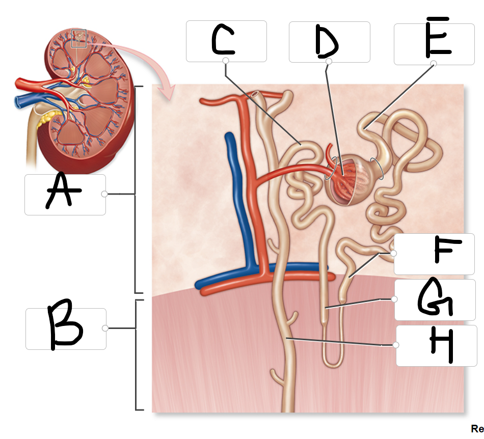 <p>label the structures of a nephron</p>