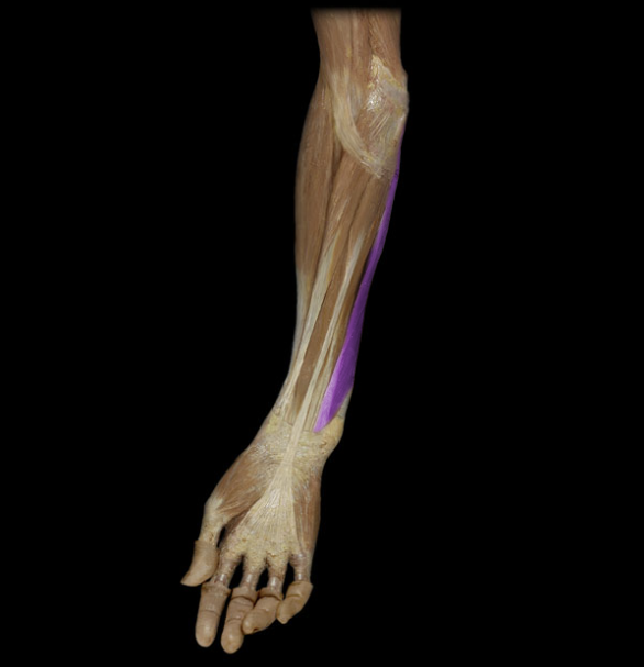 <p>laterally placed on the arm, flexion and adduction @ wrist</p>