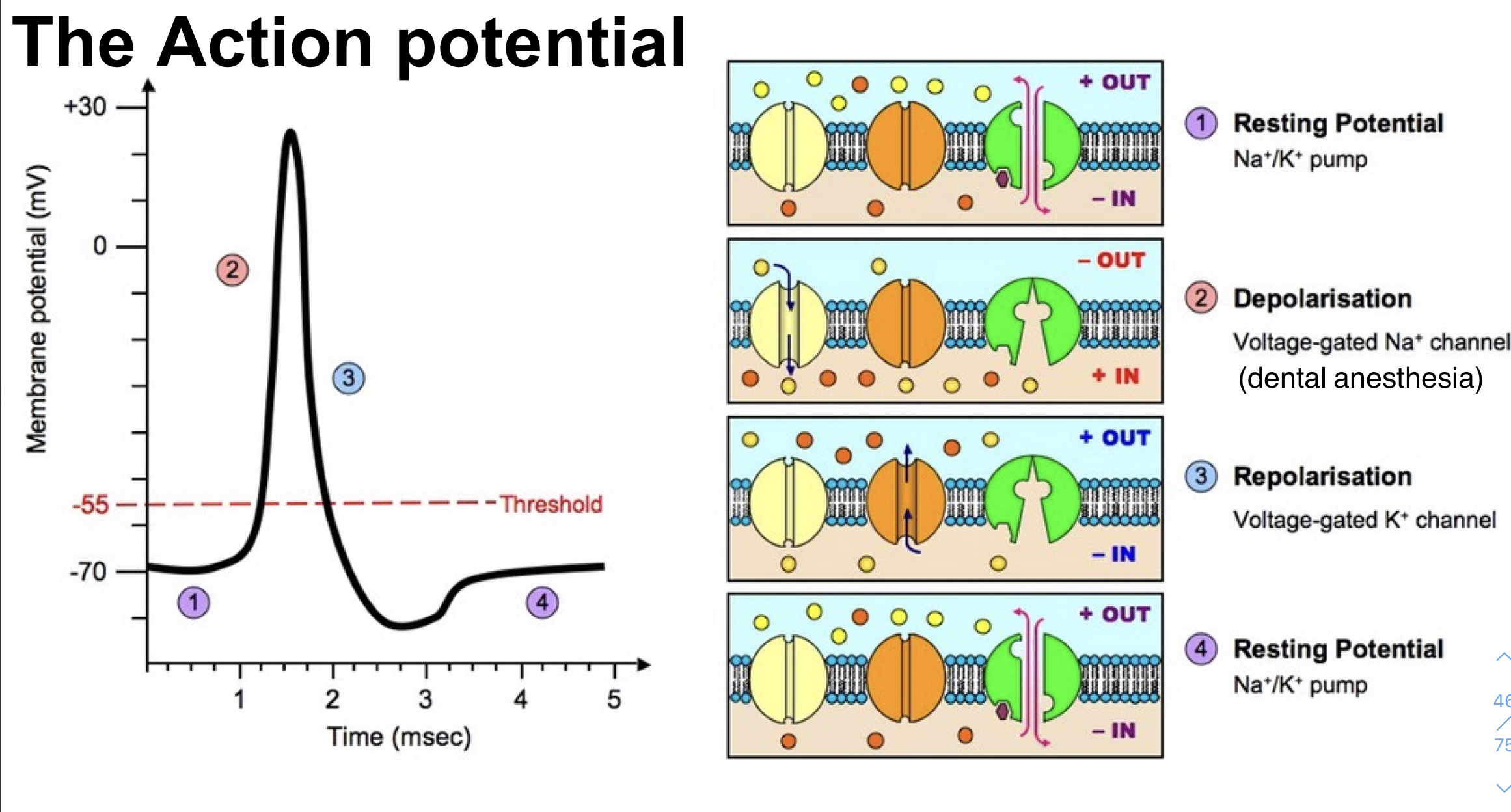<p>large and rapid changes in the membrane potential made possible by voltage gated Na+ and K+ channels</p><p>allows for rapid conduction down the axon</p>
