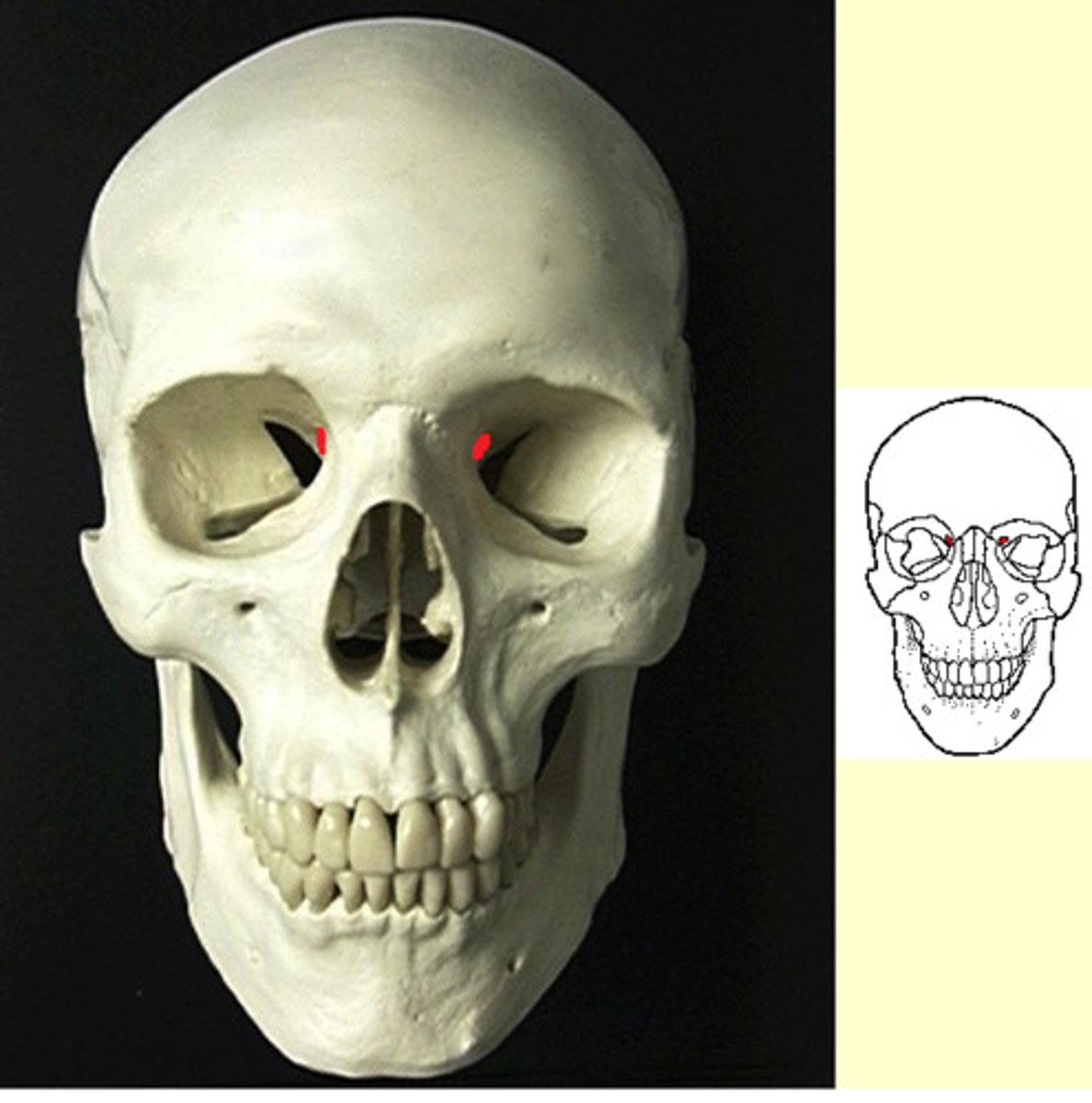 knowt flashcard image