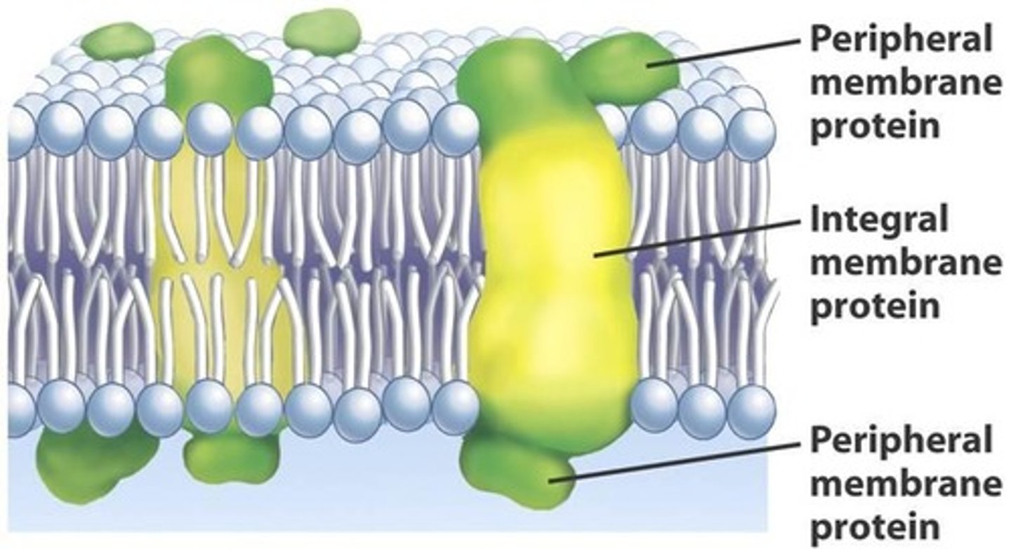 <p>DEFINITION</p><p>A protein embedded in the lipid bilayer of a cell. These are typically cell surface receptors, channels, or pumps.</p>