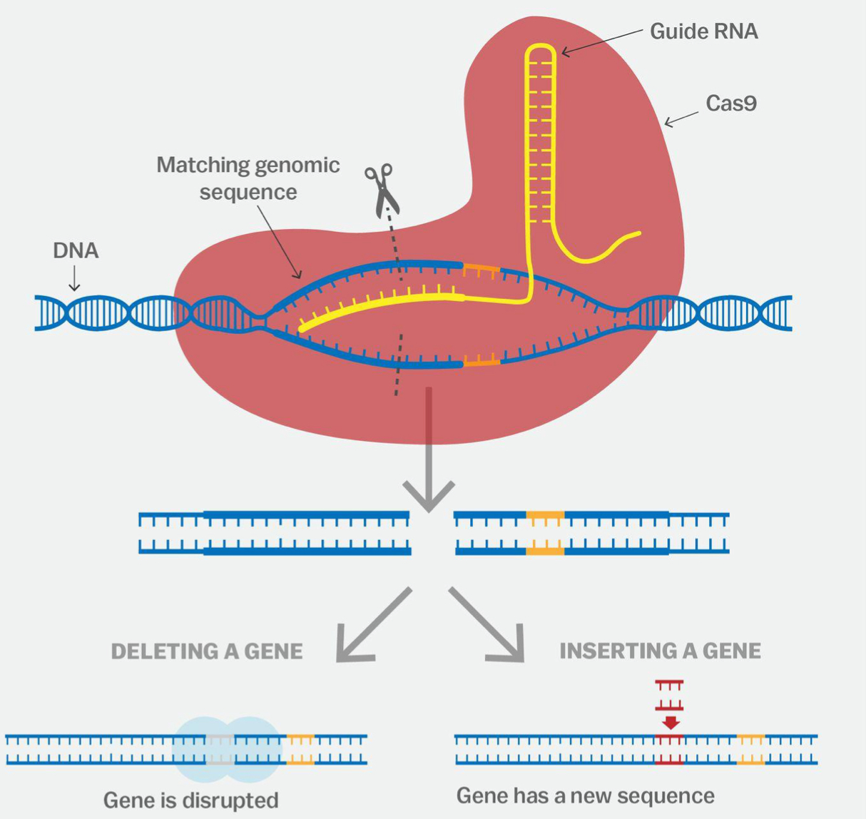 <ul><li><p>uses short <strong>RNA template</strong> which matches the DNA target sequence in the genome</p></li><li><p>RNA template guides <strong>Cas9 </strong>enzyme to targeted DNA sequence </p></li><li><p>Cas9 cuts genome at this point to allow the editing to occur </p></li></ul><p></p>