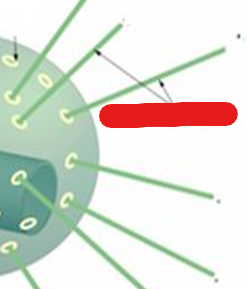<p>Structures that resemble ropes which are used by centrosomes on centromeres in order to pull apart sister chromatids.</p>