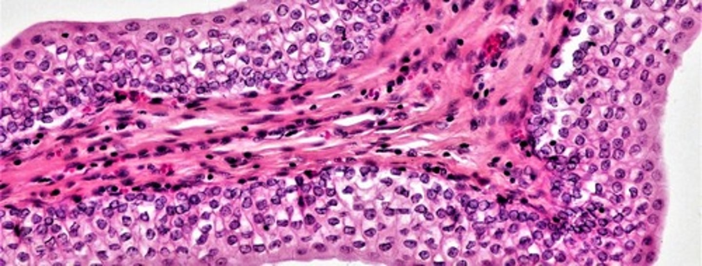 <p>Overflatevev som består av epitelceller (overflateceller) som ligger sammen som brostein og danner et tynt lag. Finnes på innsiden av blodårene, på de indre og ytre overflatene av alle organer, på hus og slimhinner. Hovedoppgave: Beskyttelse, er i kontakt med omgivelsene</p>