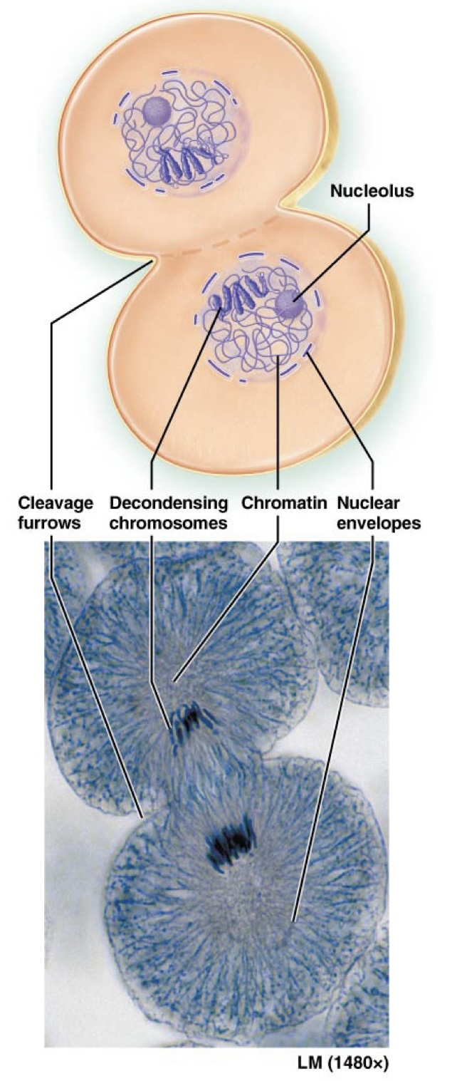 <p>What happens in Telophase?</p>