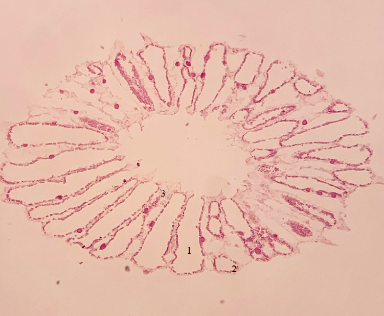 <p>Phylum?</p><p>1/2/3?</p>