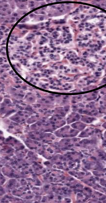 <p>Top portion of the image. Explain the function. </p>