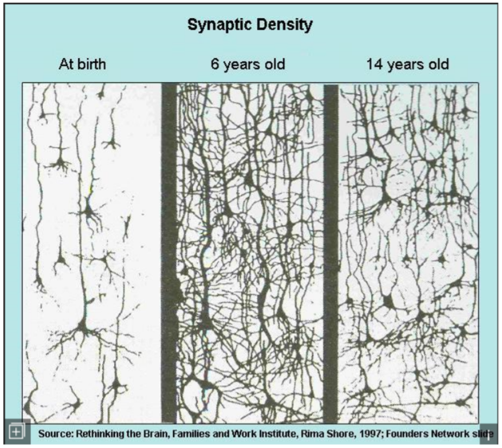 <p>is a natural process in the brain that removes excess neurons and synapses, allowing for more efficient neural connections.</p>