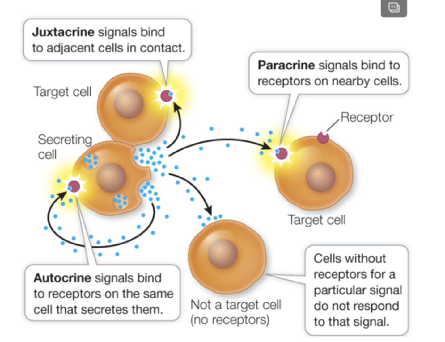 <p>1. paracrine= cell A to cell B</p><p>2. autocrine= cell A to cell A</p><p>3. juxtacrine= direct contact btwn cell A and cell B</p>