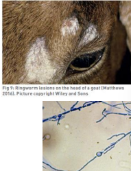 <p><span>Dermatophytosis (Ringworm) in Goats</span></p>