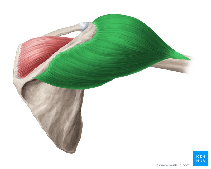 <p>Origin: Anterior lateral 3rd of clavicle; Lateral acromion process; Inferior scapular spine Insertion: Deltoid tuberosity Actions: Abducts the arm</p>