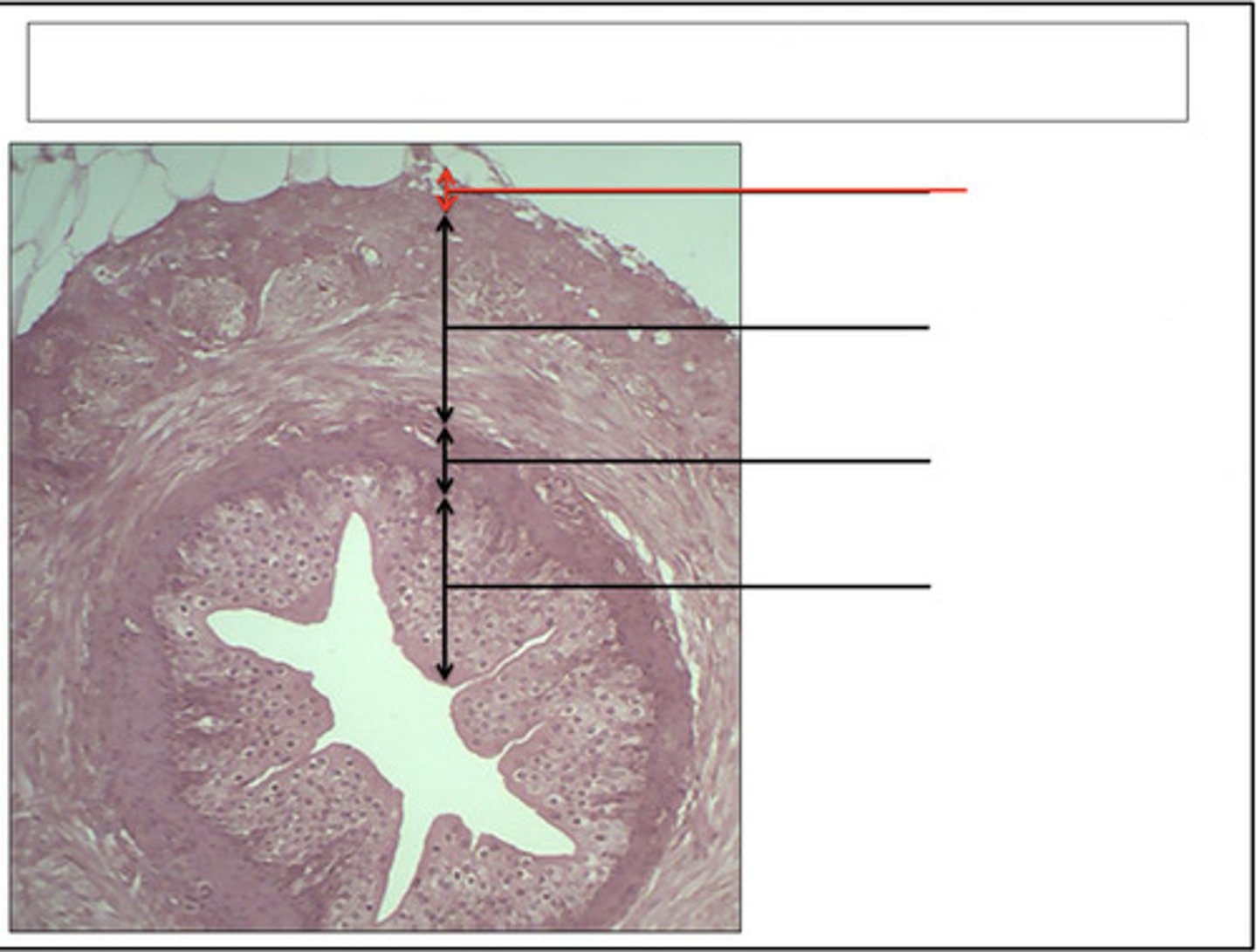 <p>identify this region and organ</p>