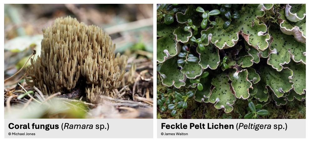 <p>4 common descriptions of Fungi in 16th to 18th century publications</p>