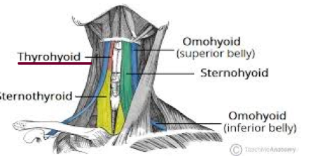 N - C1 though hypoglossal nerve 

F - Depresses the hyoid bone 