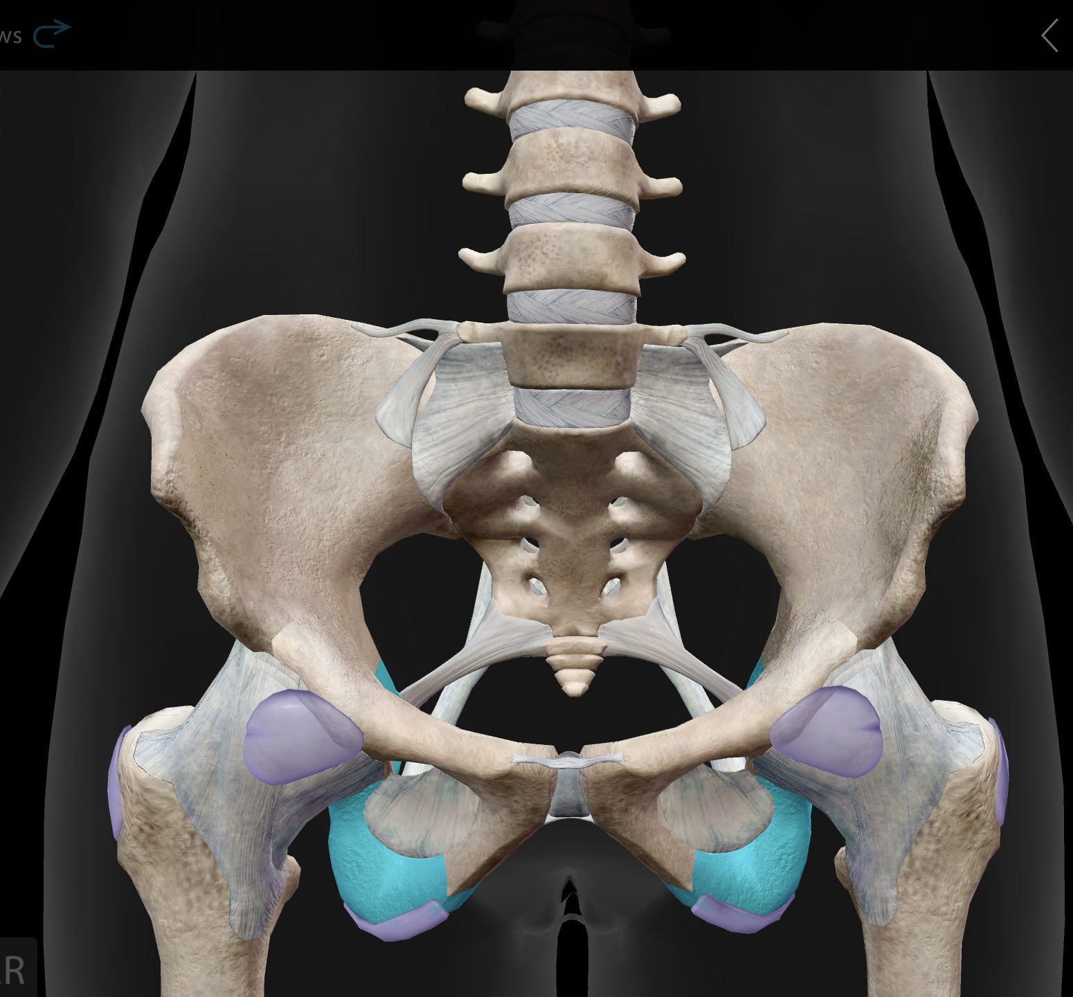 <p>(bottom butterfly wing) — posteroinferior bone of the os coxae</p>