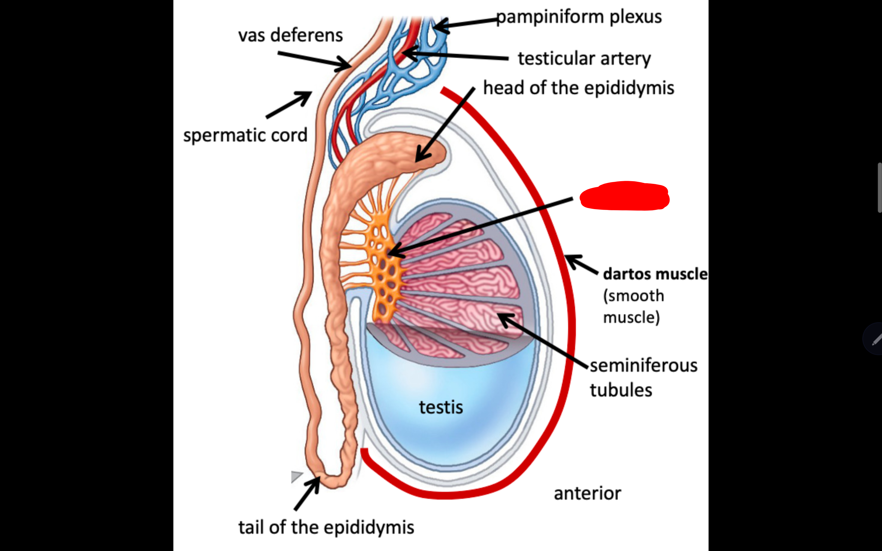 <p>Name the structure in red</p>