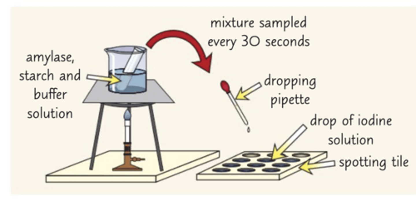 <p>-put a drop of iodine solution into every well of the spotting tile</p><p>-place a bunsen burner on a heat-proof mat, and a tripod and gauze over the bunsen burner</p><p>-put a beaker of water on top of the tripod ad heat the water until 35C (using a thermometer)</p><p>-add 3cm3 of amylase solution and 1cm3 of a buffer solution with a PH of 5 to a boiling tube</p><p>-Using test tube holders, put the boiling tube into a beaker of water and wait for 5 minutes</p><p>-Use a different syringe to add 3cm3 of starch solution to the boiling tube</p><p>-Mix the contents of the boiling tube and start a stop clock.</p><p>-Use continuous sampling to record how long it takes for the amylase to break down the starch.</p><p>-Use a dropping pipette to take a fresh sample from the boiling tube every ten seconds and drop it into a well. If iodine stays browny orange, starch is no longer present.</p><p>-Repeat the whole experiment with different PH to see how it affects the time taken for the starch to be broken down.</p><p>-Remember to control any variables each time</p>