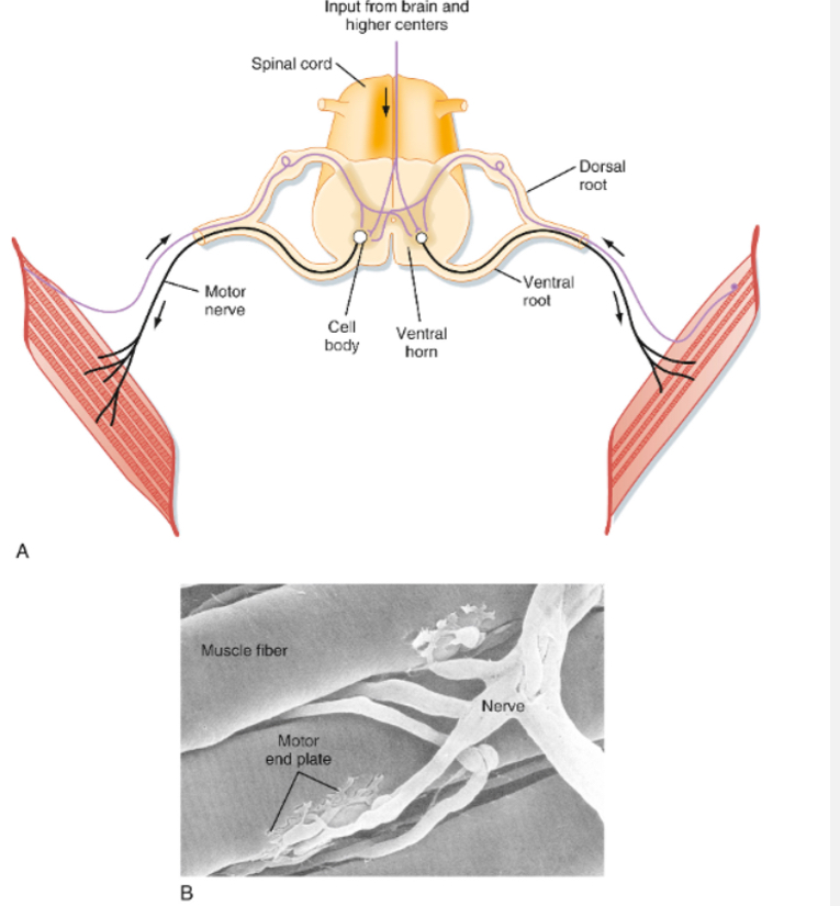 <p></p><ul><li><p><span><span>Muscle force is controlled at the level of the motor unit.</span></span></p></li><li><p><span><span>One motor unit consists of a single motor neuron and all the muscle fibres it innervates.</span></span></p></li><li><p><span><span>A motor neuron belongs to only one motor unit, and each muscle fibre is innervated by only one motor neuron.</span></span></p></li><li><p><span><span>Motor units vary in size, from a few fibres to hundreds, depending on the muscle’s function.</span></span></p></li><li><p><span><span>The size of the motor neuron correlates with the size of its motor unit.</span></span></p></li><li><p><span><span>All muscle fibres within a motor unit are usually the same fibre type.</span></span></p></li><li><p><span><span>The motor pool is the collection of all motor neurons innervating a single muscle.</span></span></p></li><li><p><span><span>Muscle tension increases by recruiting more motor units from the motor pool.</span></span></p></li></ul><p></p>
